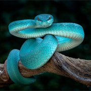 White-Lipped Island Pit Viper