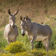 Somali Wild Ass