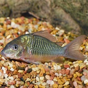 Emerald Catfish