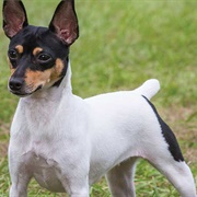 Toy Fox Terrier