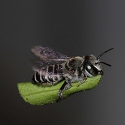 Leafcutter Bee