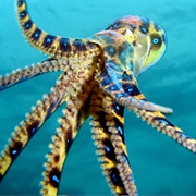 Blue-Ringed Octopus