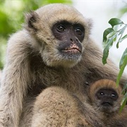 The Muriquis of Feliciano Miguel Abdala Reserve