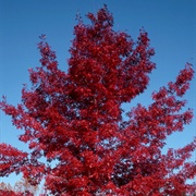 Scarlet Oak