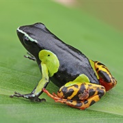 Mantella