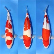 Kohaku Koi