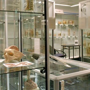 Museum of Human Disease