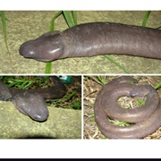 Penis Snake