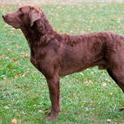 Chesapeake Bay Retriever