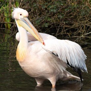 Eastern White Pelican