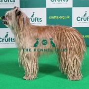 Pyrenean Sheepdog (Long Haired)