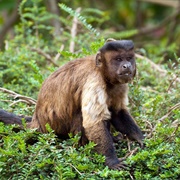 Brown Capuchin