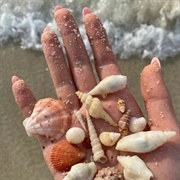 Seashell Picking