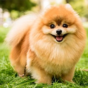 Pomeranian