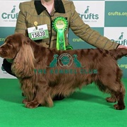 Spaniel (Sussex)