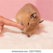 Hamster Biting