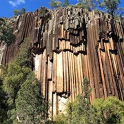 Organ Pipes