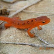 Red-Spotted Newt