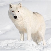 White Wolf