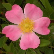 Wild Prairie Rose