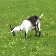 Peacock Goat