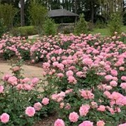 Gardens of the American Rose Center (Shreveport)