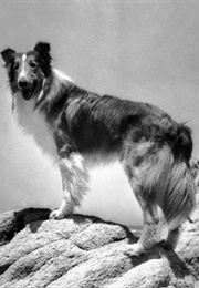 39. Lassie: Lassie Come Home (1943)