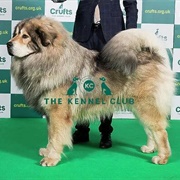 Tibetan Mastiff