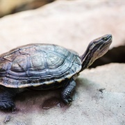 Annam Leaf Turtle