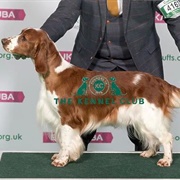 Spaniel (Welsh Springer)