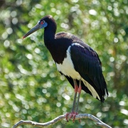 Abdim&#39;s Stork