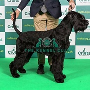 Giant Schnauzer