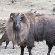 Himalayan Tahr