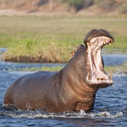 Hippo