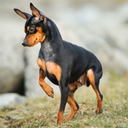 Miniature Pinscher