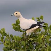 Pied Imperial Pigeon