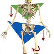 Postural Therapy