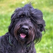 Black Russian Terrier