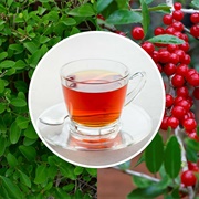 Yaupon Holly Tea