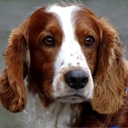 Welsh Springer Spaniel