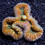 Open Brain Coral