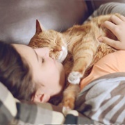 Cuddle With Your Cat