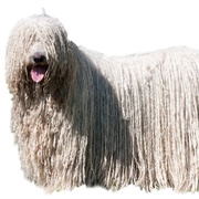 Komondor