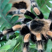 Mexican Red-Knee Tarantula