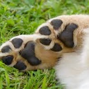 Paw