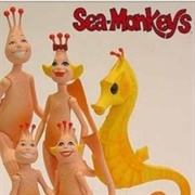 Sea Monkeys