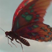 Giant Butterfly