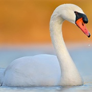 Mute Swan