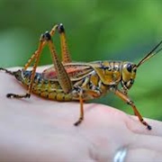 Florida Lubber