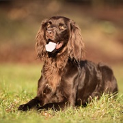 German Longhaired Pointer